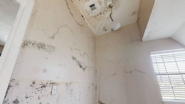 Best Forensic Mold Investigation  in Lompoc, CA