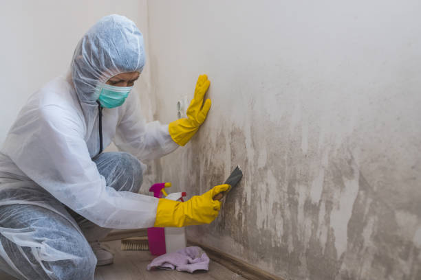 Best Environmental Consulting for Mold Prevention  in Lompoc, CA