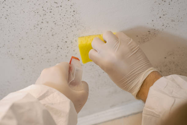 Best Crawl Space Mold Remediation  in Lompoc, CA