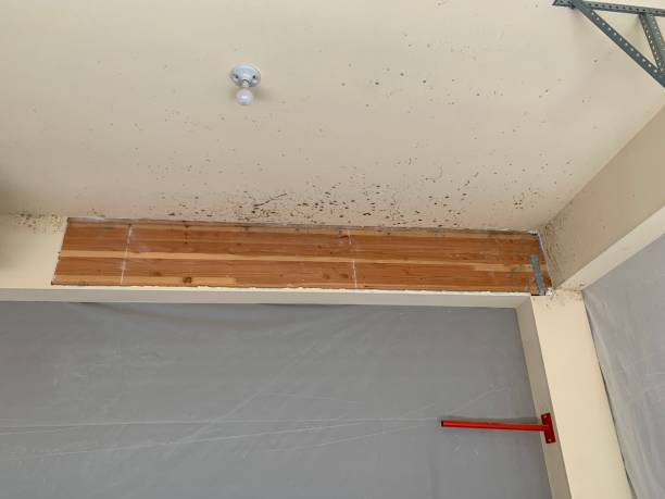 Best Biohazard Mold Removal  in Lompoc, CA