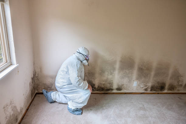 Best Post-Construction Mold Inspection  in Lompoc, CA