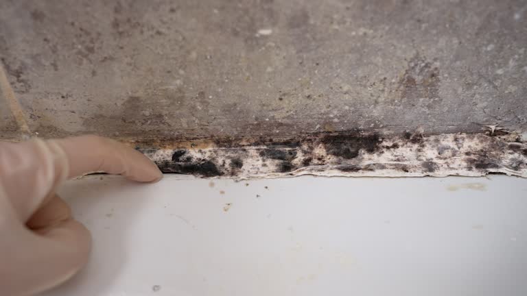 Best Comprehensive Air Testing for Mold Contaminants  in Lompoc, CA